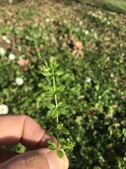 Sherardia arvensis