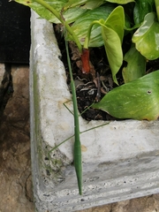 Libethra