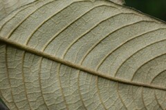 Sabicea cinerea