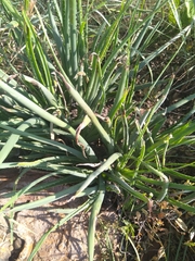 Aloe verecunda