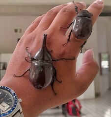 Xylotrupes gideon