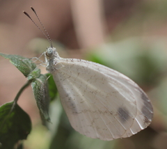 Leptosia