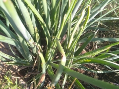 Aloe verecunda