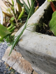 Libethra