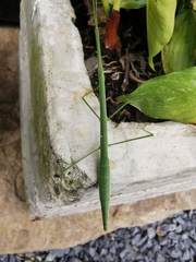 Libethra