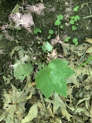 Ranunculus recurvatus