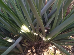 Aloe verecunda