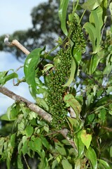 Smilax cordato-ovata