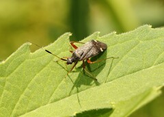 Closterotomus biclavatus