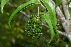 Smilax cordato-ovata