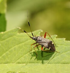 Closterotomus biclavatus