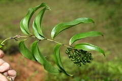 Smilax cordato-ovata