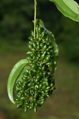 Smilax cordato-ovata