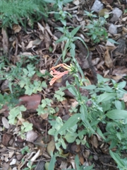 Dicliptera squarrosa