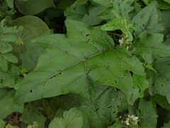 Solanum stramoniifolium