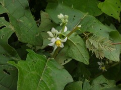 Solanum stramoniifolium