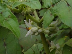 Solanum stramoniifolium
