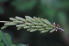 Indigofera hirsuta