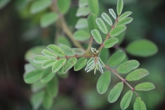 Indigofera hirsuta