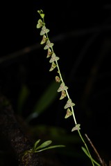 Stelis tridentata