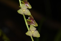 Stelis tridentata