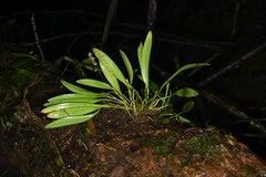 Stelis tridentata