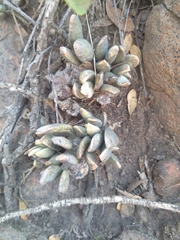 Adromischus umbraticola