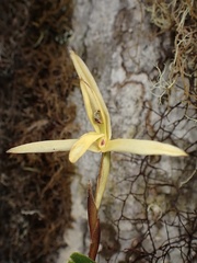 Maxillaria acuminata