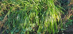 Carex pendula