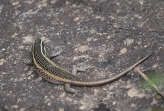 Trachylepis punctatissima