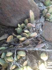 Adromischus umbraticola