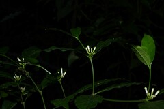 Tabernaemontana disticha