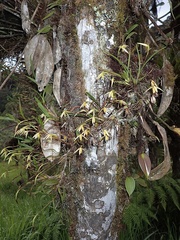 Maxillaria acuminata