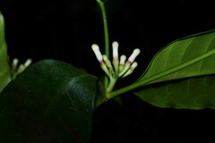 Tabernaemontana disticha