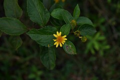 Tilesia baccata