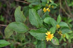Tilesia baccata