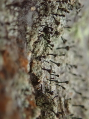 Chaenotheca ferruginea