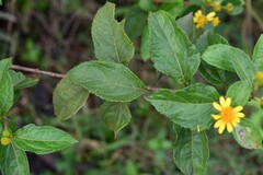 Tilesia baccata