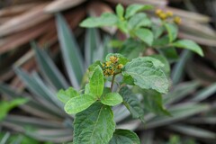 Tilesia baccata