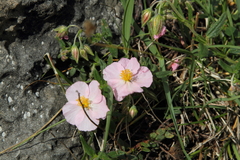Helianthemum