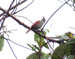 Thamnophilus multistriatus