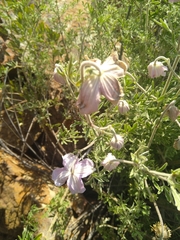 Clematis villosa stanleyi
