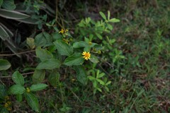 Tilesia baccata