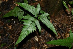 Triplophyllum hirsutum