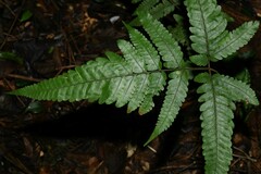 Triplophyllum hirsutum