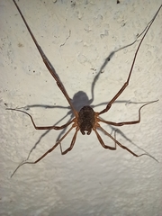 Metaplatybunus