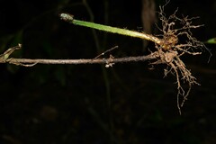Triplophyllum hirsutum