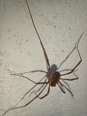 Metaplatybunus