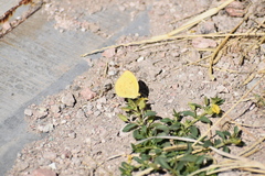 Pyrisitia dina westwoodi