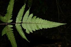 Triplophyllum hirsutum